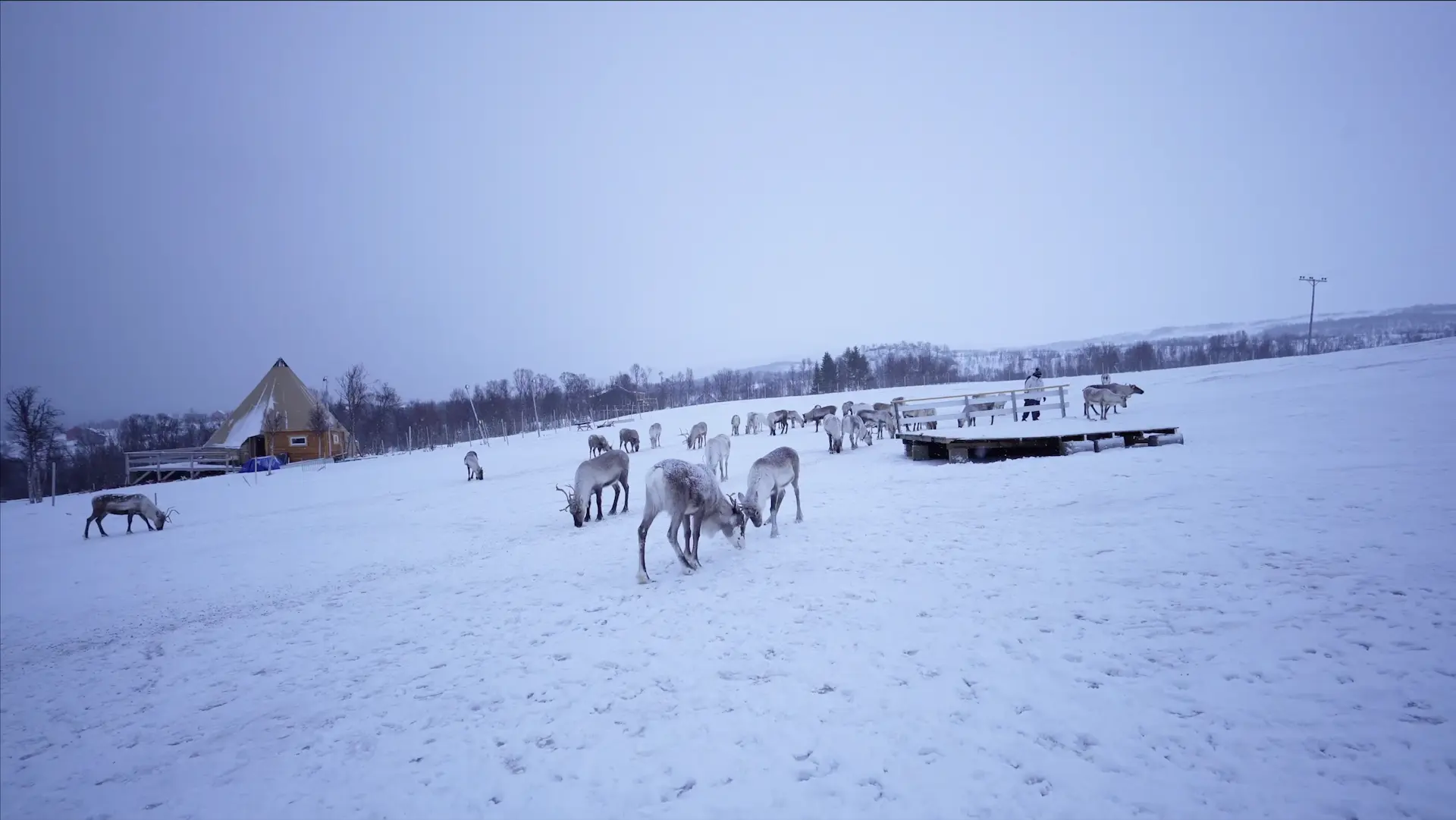 Sami Culture and Reindeer Experience